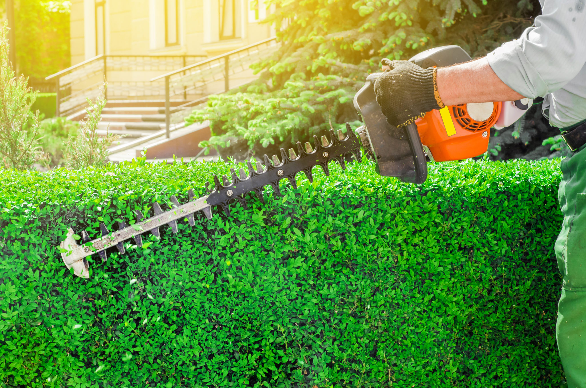 Man with hedge trimmers